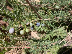 Berberis empetrifolia