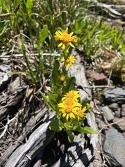 Senecio fistulosus