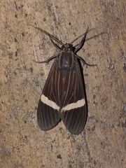 Aclytia