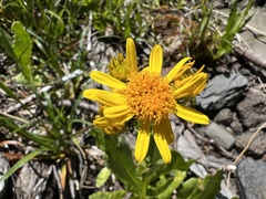 Senecio fistulosus