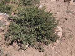 Berberis empetrifolia