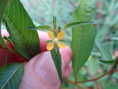 Ludwigia erecta