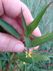 Ludwigia erecta