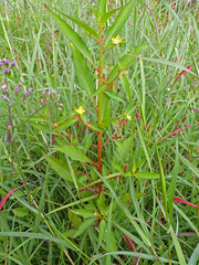 Ludwigia erecta