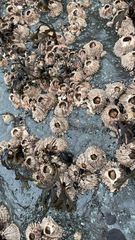 Semibalanus cariosus