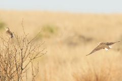 Sturnella magna lilianae