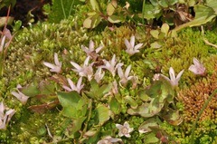 Lysimachia buxifolia