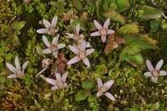 Lysimachia buxifolia