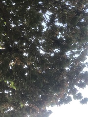 Sterculia apetala