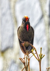 Chalcostigma herrani