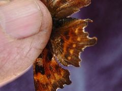 Polygonia oreas