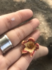 Sterculia apetala