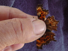 Polygonia oreas