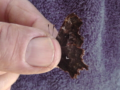 Polygonia oreas