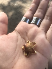 Sterculia apetala