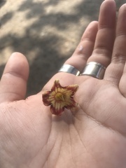 Sterculia apetala