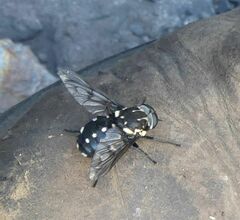 Triclista guttata