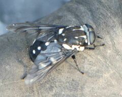 Triclista guttata