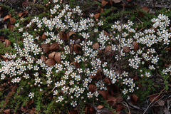 Pyxidanthera brevifolia