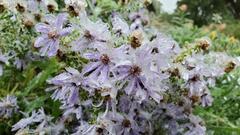 Symphyotrichum laeve