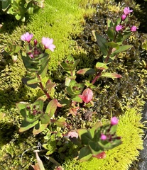 Epilobium australe