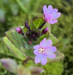 Epilobium australe