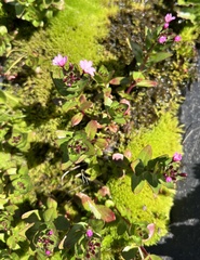 Epilobium australe