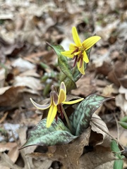 Erythronium umbilicatum
