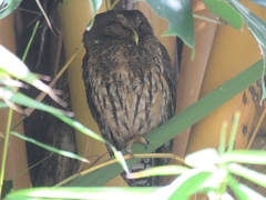 Strix virgata