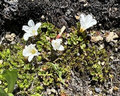 Oxalis magellanica