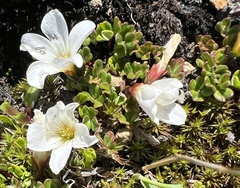 Oxalis magellanica