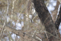 Aegithalos caudatus trivirgatus