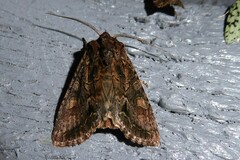 Ichneutica mutans