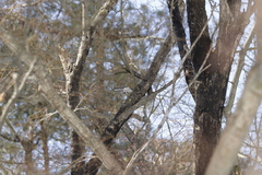 Aegithalos caudatus trivirgatus
