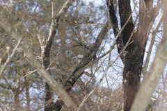 Aegithalos caudatus trivirgatus