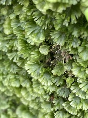 Crepidomanes minutum
