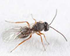 Cynipinae