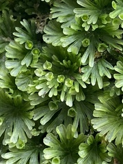 Crepidomanes minutum