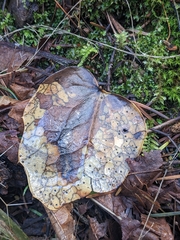 Coccomyces dentatus
