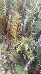 Pteris longifolia