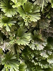Crepidomanes minutum