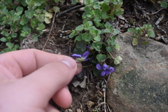 Viola missouriensis