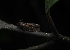 Cryptaspasma querula