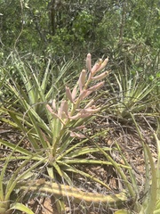 Bromelia hieronymi