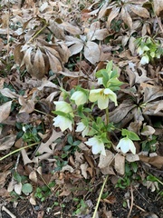 Helleborus
