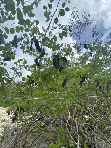Lysiphyllum binatum observed 2023-02-15