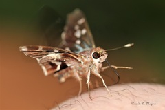 Thespieus aspernatus