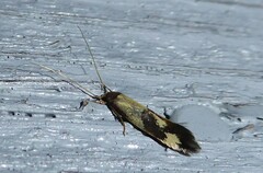 Opogona comptella