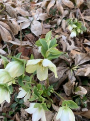 Helleborus