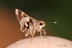 Thespieus aspernatus